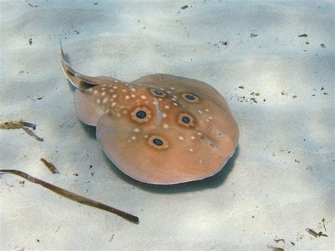 Common Torpedo (Torpedo torpedo) · iNaturalist.